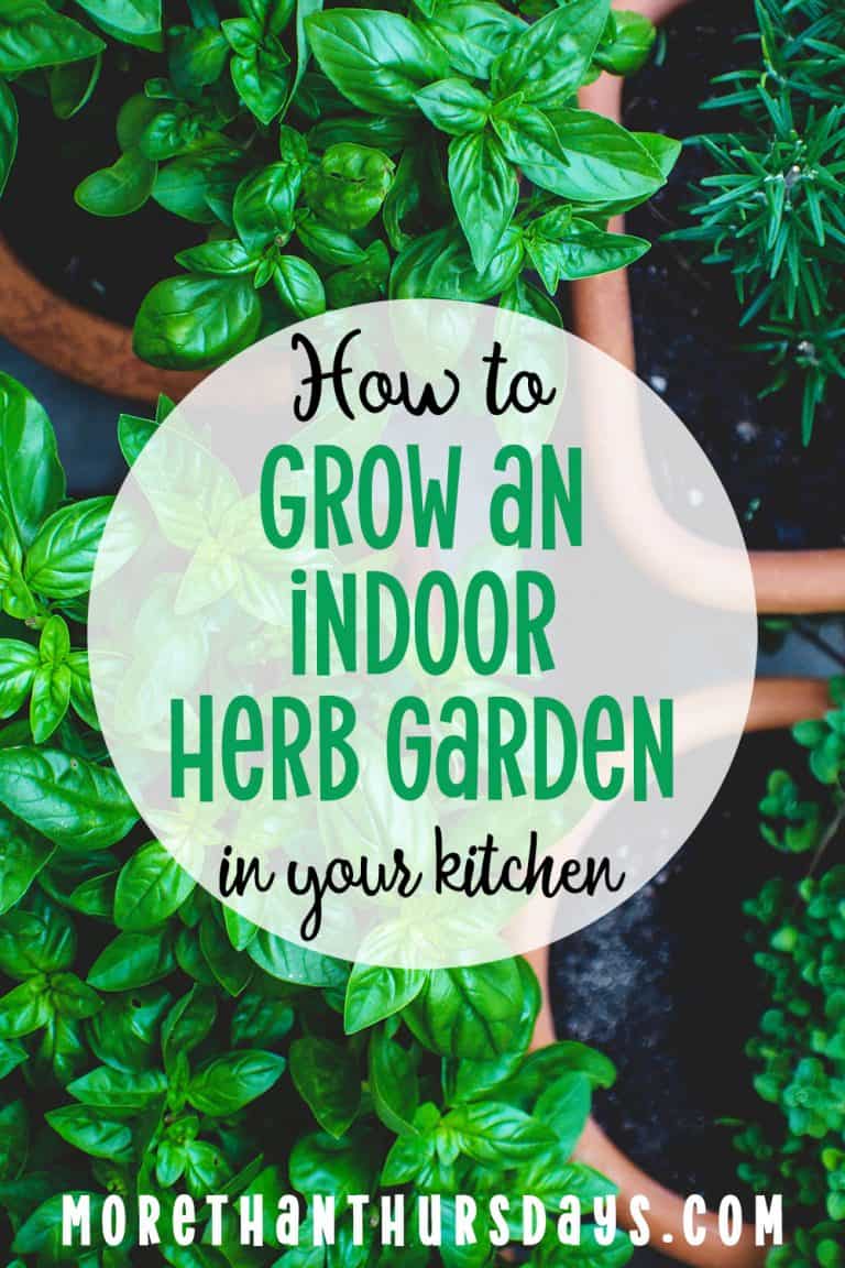 How to Create An Indoor Herb Garden in Your Kitchen | More Than Thursdays