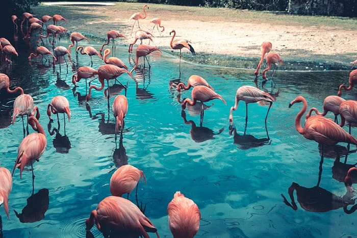 Group of flamingos wading in shallow turquoise water, with reflections visible in the surface.